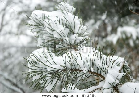 Snow Pine
