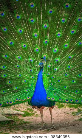 Portrait of beautiful peacock