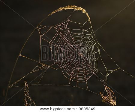 Rainbow Web.