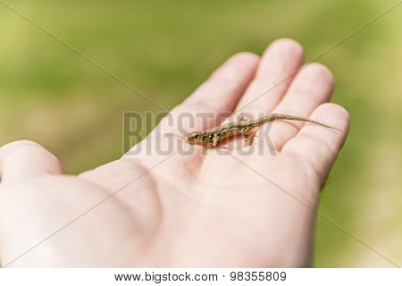 Lacerta Agilis