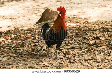 Chickens Stand On The Floor