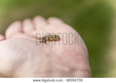 Young Sand Lizard (lacerta Agilis) On Hand