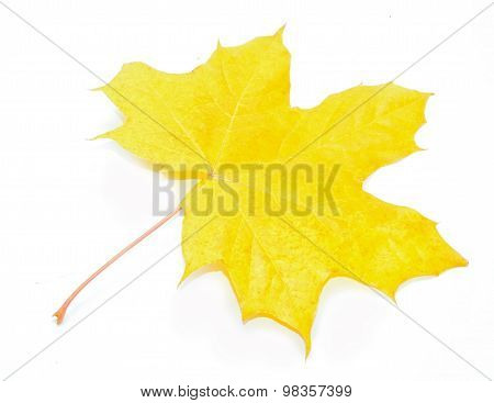Autumn Acer pseudoplatanus leaf