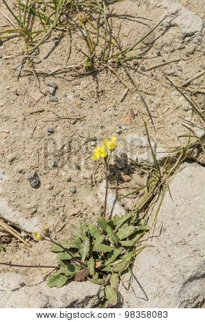 Diplotaxis Muralis