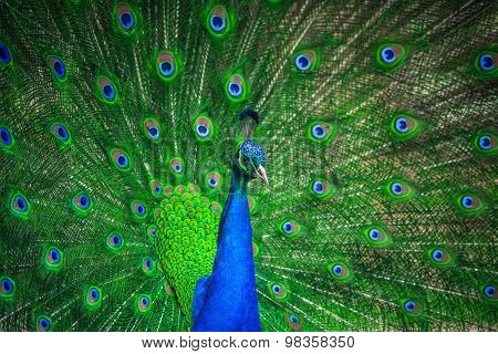 Portrait of beautiful peacock