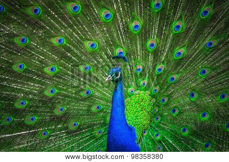 Portrait of beautiful peacock