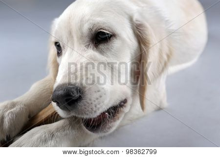 Labrador dog chewing bone on grey background