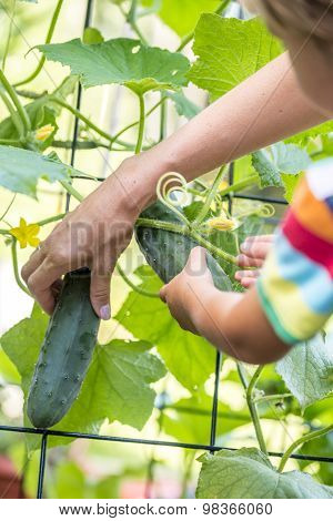 Mother And Child Picking Cucumbers