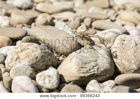 Insect (tipula Sp.) Of The Order Diptera On Stones