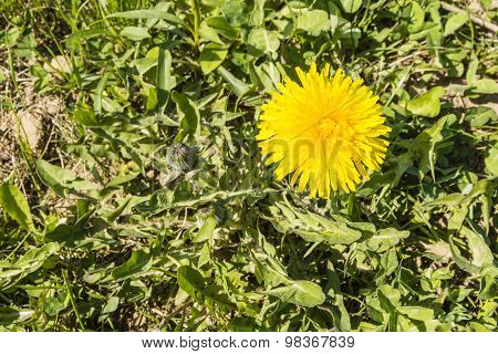 Taraxacum Officinale (common Dandelion, Dandelion) - Yellow Flower