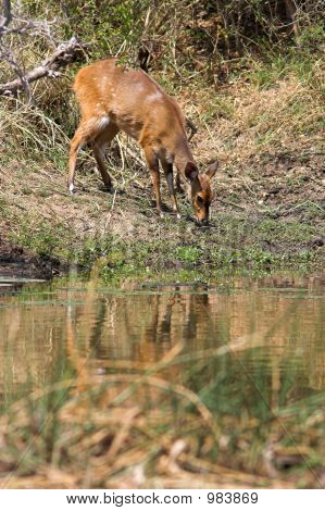 Bushbuck