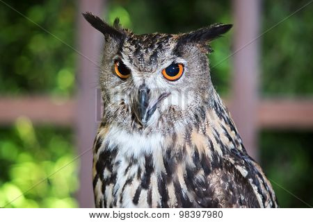 Buffy Fish Owl Couple Portrait