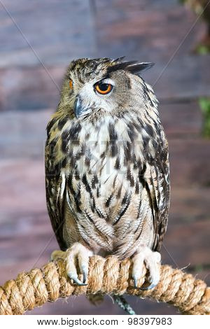 Buffy Fish Owl Couple Portrait