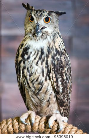 Buffy Fish Owl Couple Portrait