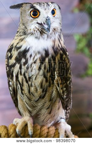Buffy Fish Owl Couple Portrait