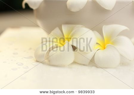 hvid blomst