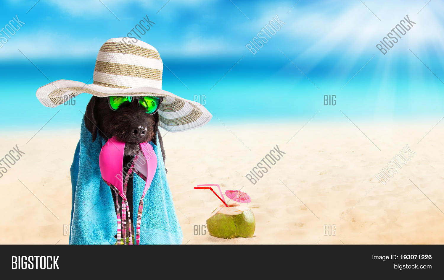 dog beach accessories