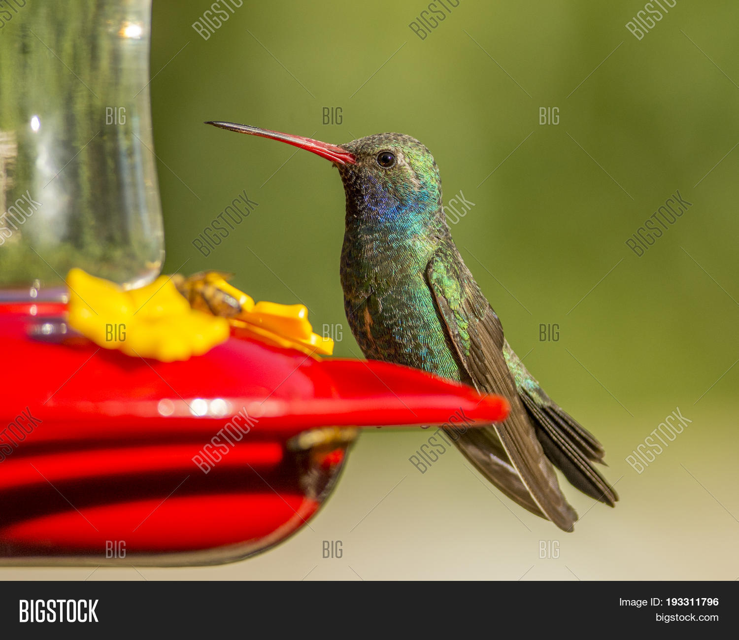 Dainty Beautiful Broad Image Photo Free Trial Bigstock