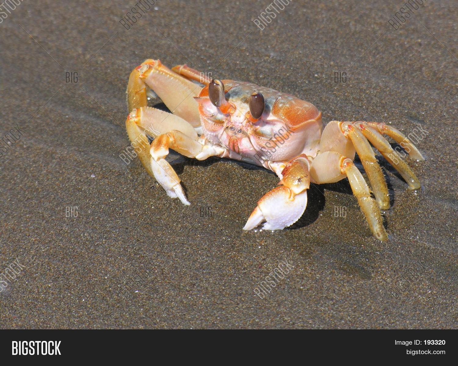 Pacific Crab Image & Photo (Free Trial) Bigstock