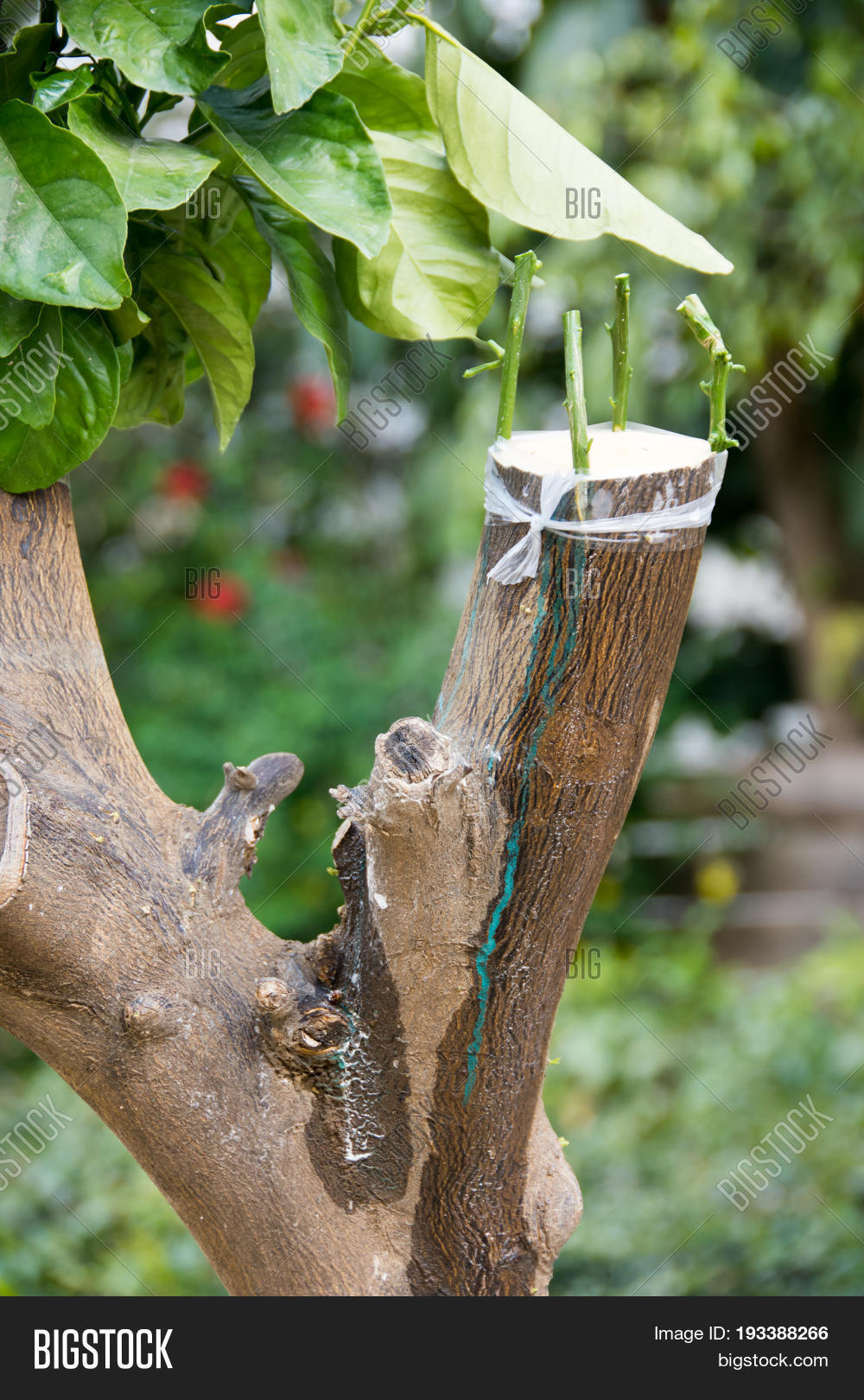 Agricultural Grafting Image Photo Free Trial Stock Agricultural Grafting Image Photo