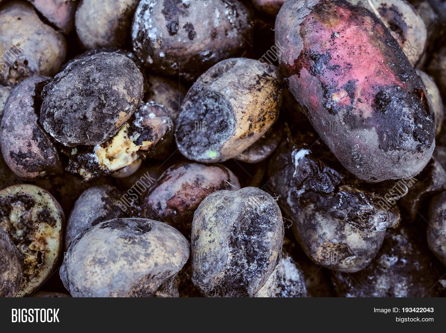 Spoiled Rotten Potato Image & Photo (Free Trial) Bigstock