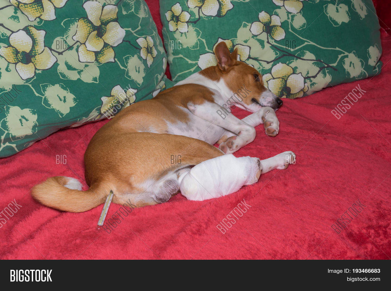 Sad Basenji Dog Broken Image & Photo (Free Trial) Bigstock