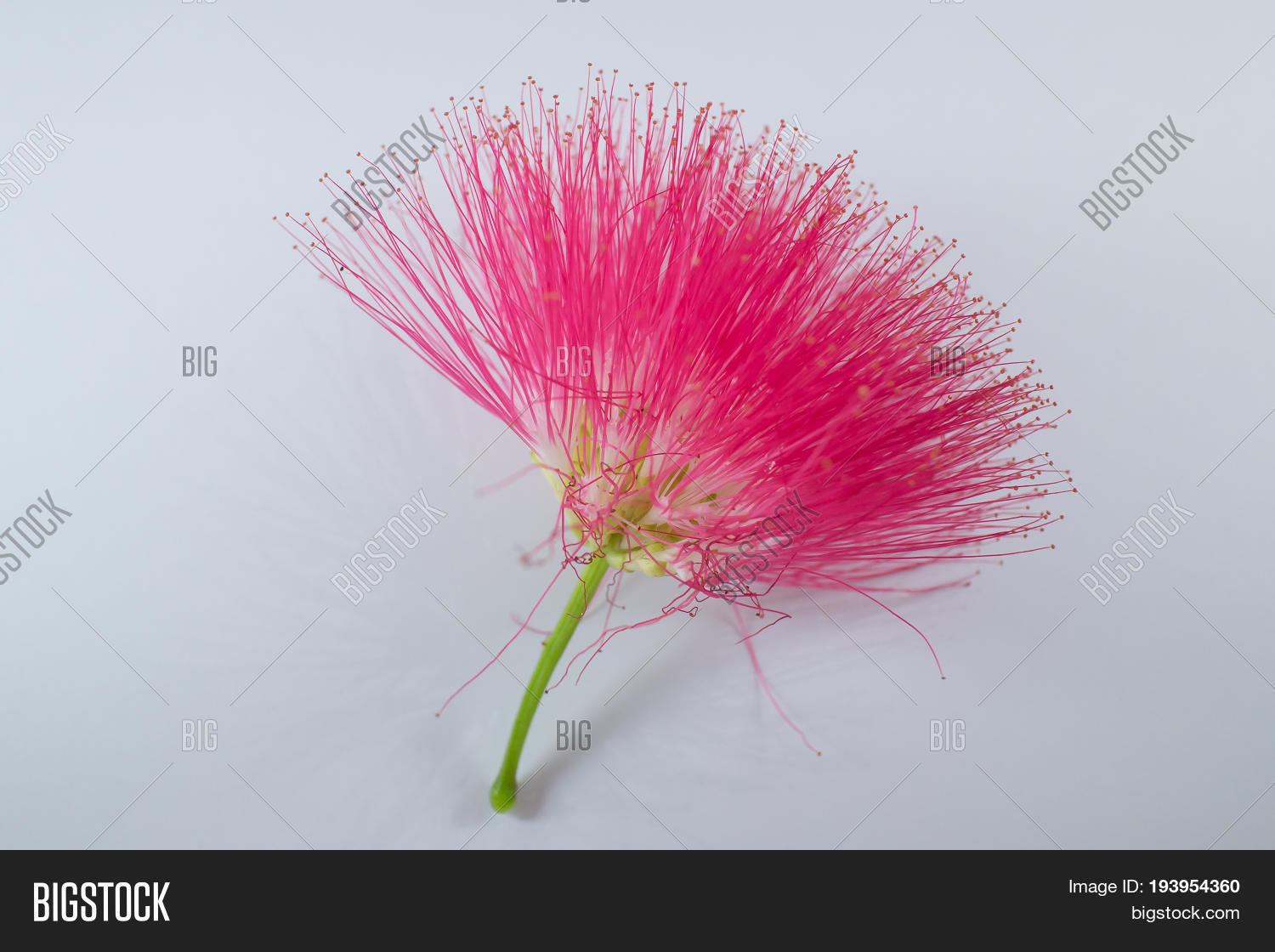 Pink Flower Powder Image & Photo (Free Trial) Bigstock