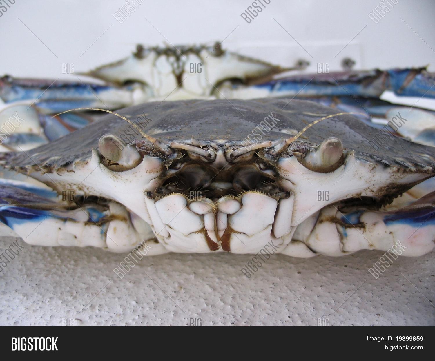 Very Close Crabs Image & Photo (Free Trial) Bigstock