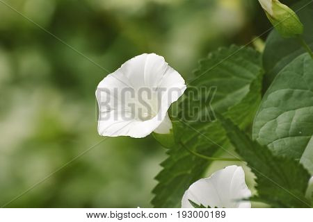 Detail Of Calystegia