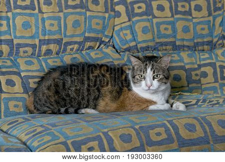 Cat portrait close up, cat close up looking seriously, cat in blur background, cat head, serious cat, cat portrait