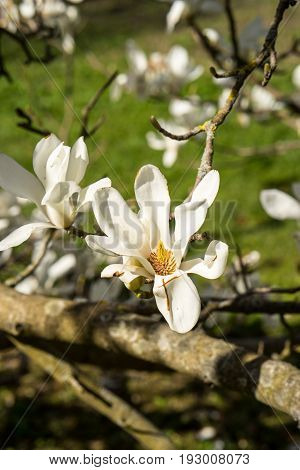 Magnolia flowers in full bloom in spring on the trees branches