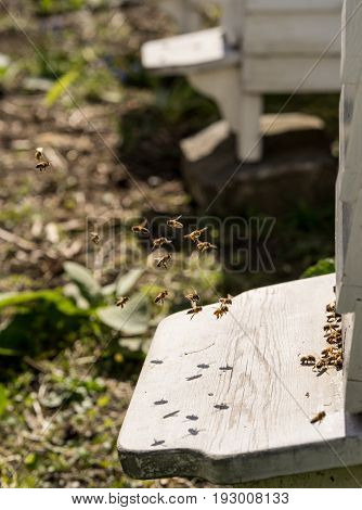 Close up of bees flying in and Out of their hives. Some of the bees carry golden pollen lumps on their legs