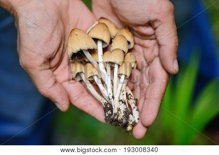 Coprinus Micaceus Mushroom (coprinus Atramentarius) In Male Hands, Close Up