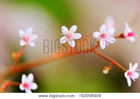 Flowers Saxifraga close up on natural background