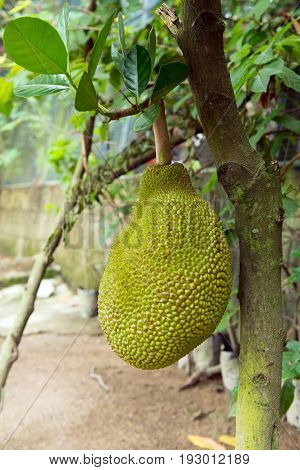 Ripe jackfruit on tree in the garden