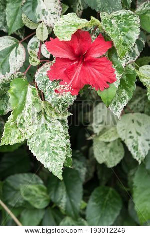 Hibiscus red flowers Chaba Queen of Tropical Flowers Often grown ornamental And herbs