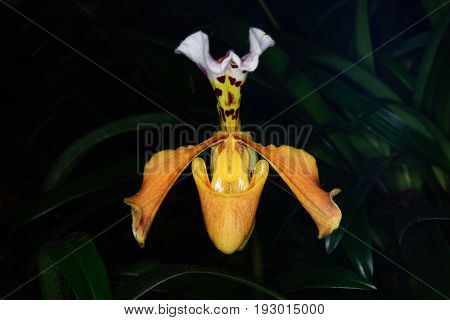 Scientific Name : Paphiopedilum Gratrixianum (mast.) Guillaumin, Family Name : Orchidaceae
