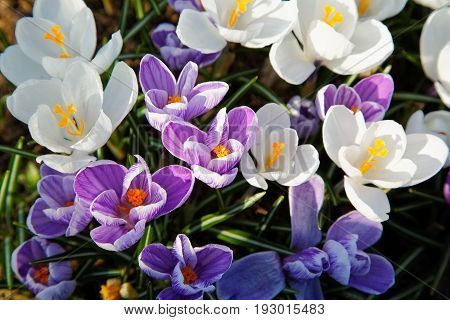 Blue And White Flowers Of Crocus On A Spring Day