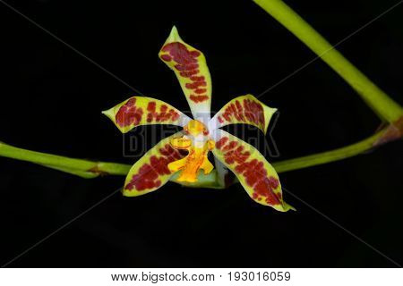 Staurochilus Dawsonianus (rchb.f.) Schltr.