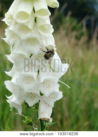 white purple foxglove in an english meadow with bee