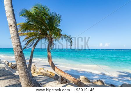 Palm Trees Punta Cana Bavaro Beach Dominican Republic
