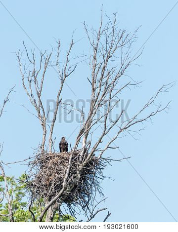 Bald Eagle Chick Perched in a Nest