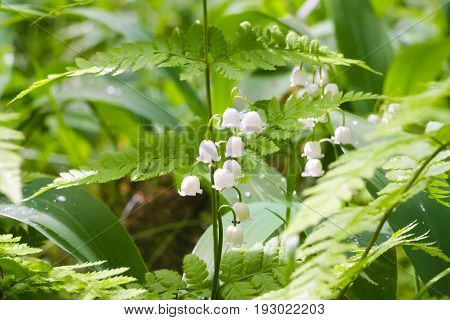Lily of the valley in the woods