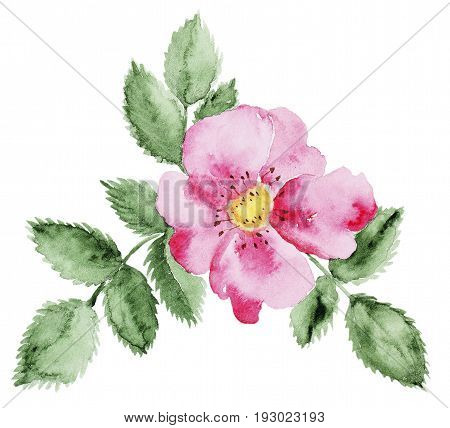 Watercolor Briar flower and leaf branch isolated on white. Perfect for DIY and wedding or greeting card