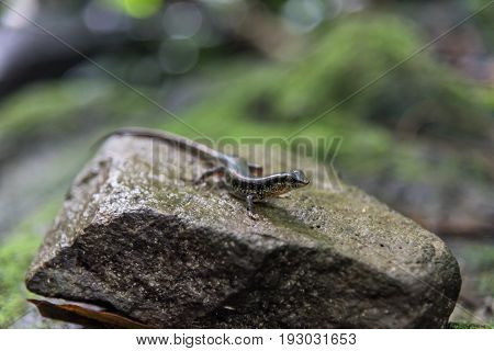 Variabled Skink Speckled Sun Skink on the rock in tropical rain forest.
