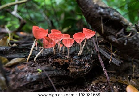 Close up Mushroom Champagne (Cookeina sulcipes) in rain forest.
