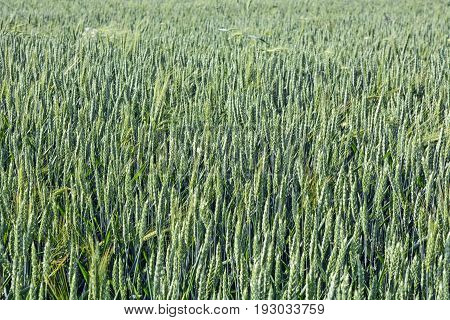 Young wheat in Vojvodina that slowly matures and poured the fruit before harvest.
