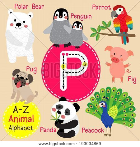 Cute children zoo alphabet P letter tracing of funny animal cartoon for kids learning English vocabulary vector illustration.