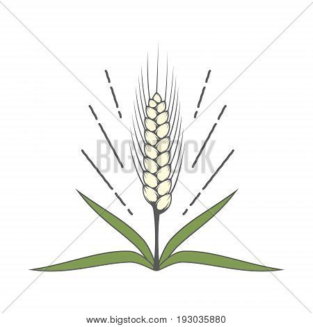 Vector stylized image of spikelets with leaves which can be used in the creation of logos.