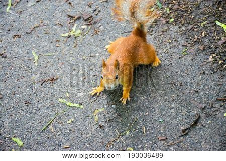 Squirrel ask for food at the University Botanical Garden named after Academician Fomin.